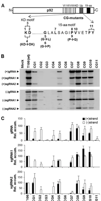 FIG 2 Mutations in the KD and 15-aa motifs of TBSV p92. (A) A schematicrepresentation of the TBSV p92 protein is shown with the relevant motifsindicated