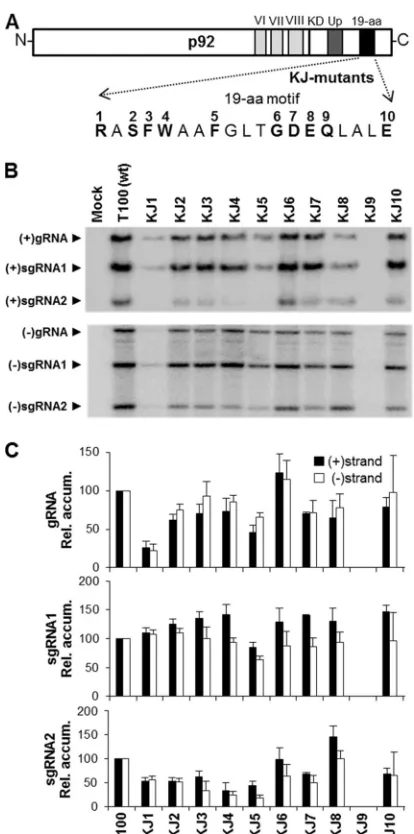 FIG 3 Mutations in the 19-aa motif of TBSV p92. (A) Residues selected forfrom KJ mutant infections as described in the legend tomutational analysis are indicated in boldface and are numbered according totheir corresponding genomic mutant in the KJ series