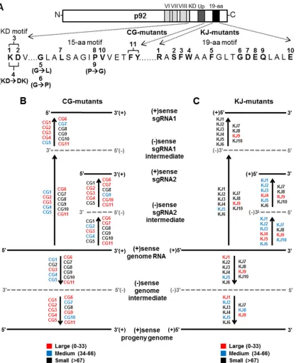 FIG 4 Summary of the impact of TBSV CG and KJ mutants on viral RNA accumulation. (A) All substitutions in the KD, 15-aa, and 19-aa motifs testedin TBSV mutants are indicated