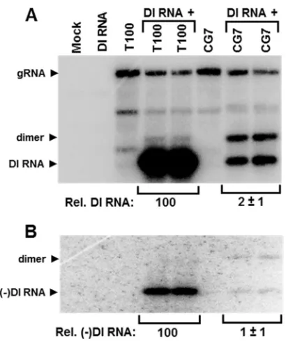 FIG 5 CG and KJ mutations in nonreplicating TBSV genomes affect ampliﬁcation of a DI RNA