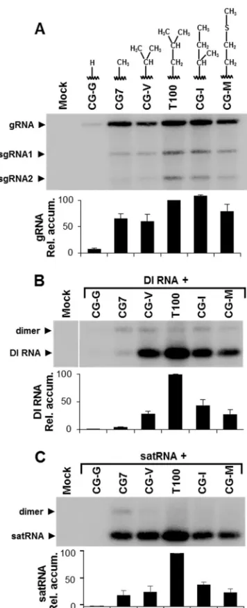 FIG 7 Replication-competent TBSV genomic mutants with substitutions atposition 721 of p92 affect genome accumulation, as well as DI RNA andsatRNA ampliﬁcation