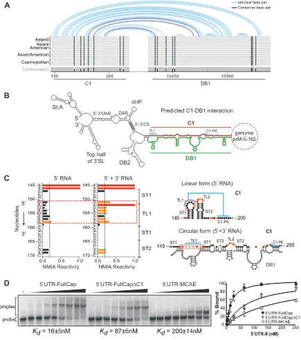 FIG 3 Sequence in the capsid protein coding region facilitates long-range RNA-RNA interactions between the ends of the viral genome