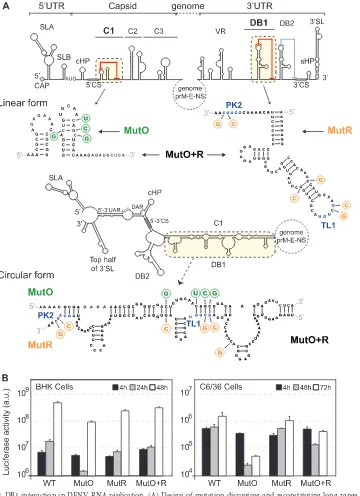 FIG 4 Relevance of C1-DB1 interaction in DENV RNA replication. (A) Design of mutation disrupting and reconstituting long-range C1-DB1 RNA-RNAand the substitutions incorporated are shown in the two alternative conformations, linear and circular