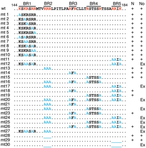 FIG 1 Amino acid sequences of the wild type (wt) and mutants (mt) of AAP2