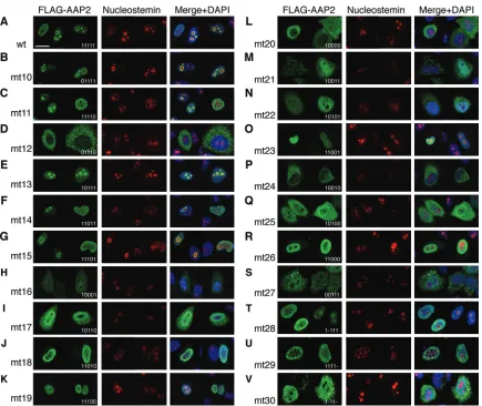 FIG 3 Intracellular localization of various AAP2 mutants with arginine/lysine-to-alanine substitutions or deletions within the BR clusters, AAP2BR1 toWild-type AAP