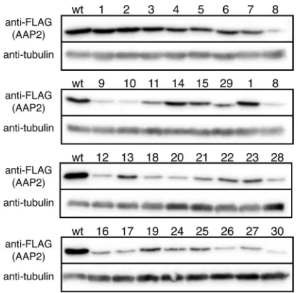 FIG 8 Intracellular localization of AAV2 VP3 in the presence or absence of wild-type AAP2 or in the presence of the nuclear-targeted, nucleolar-excluded AAP2mutant, AAP2mt26