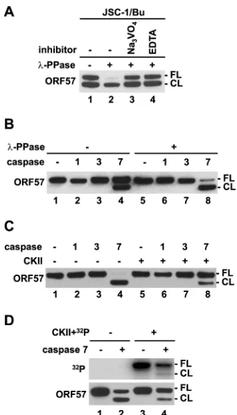 FIG 5 Phosphorylation inhibits ORF57 cleavage by caspase-7. (A and B) De-phosphorylation of ORF57 promotes caspase cleavage of ORF57