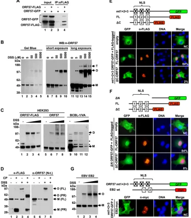 FIG 6 Homodimerization of ORF57 via the structured C-terminal domain. (A) Self-interaction of ORF57 in vivo