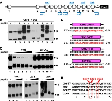 FIG 7 Inhibition of ORF57 homodimerization using small peptides. (A) Diagram of the predicted secondary structure of ORF57 protein along with positionsRecombinant ORF57-FLAG protein was ﬁrst incubated with each peptide in a protein:peptide molar ratio of 1