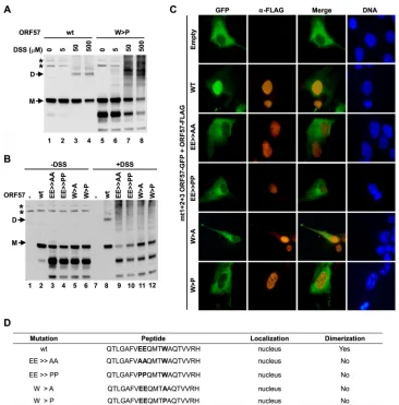 FIG 8 Introduction of point mutations into the peptide vm5-corresponding region in ORF57 prevents ORF57 homodimerization