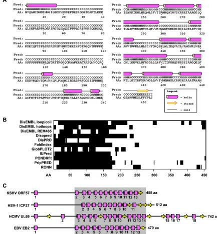 FIG 1 Predicted secondary structure of KSHV ORF57 protein and its conservation among ORF57 homologues