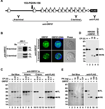 FIG 2 Mapping of the ORF57 protein structure based on limited proteolysis. (A) Diagram of the ORF57 secondary structure based on PSIPRED prediction (seeFig