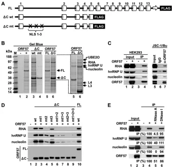 FIG 3 The intrinsically disordered N terminus of the ORF57 protein mediates binding of ORF57 to cellular cofactors