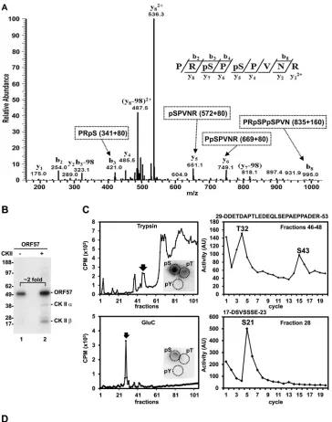 FIG 4 Phosphorylation sites identiﬁed in KSHV ORF57. (A) Identiﬁcation of ORF57 phosphorylation sites by mass spectrometry