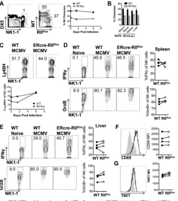 FIG 8 Inducible deletion of TGF-mice were then infected with 2�RII in adult mice does not affect NK cell responses to MCMV