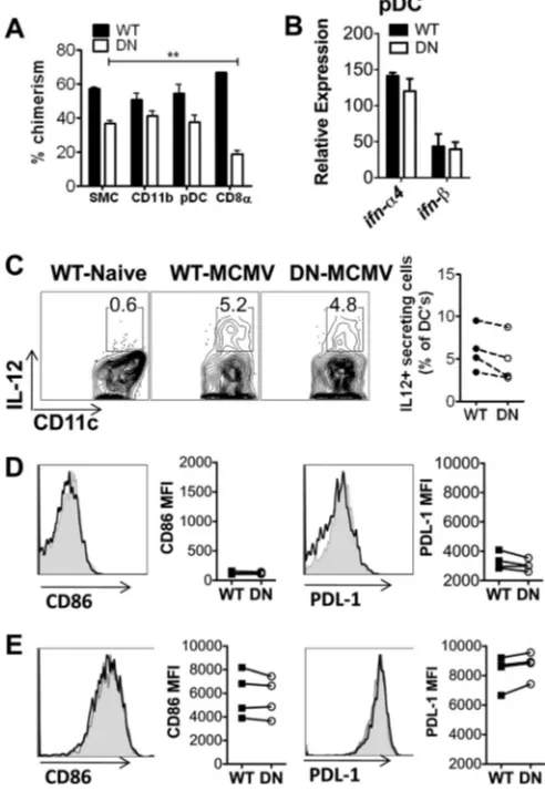 FIG 3 Direct TGF-� signaling does not modulate DC responses duringMCMV infection. Mixed chimeras of C57BL/6 mouse (WT; CD45.2) andCD11c-dnTGF-�RII mouse (DN; CD45.1) BM cells were transferred into ir-radiated C57BL/6 mice