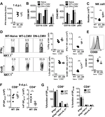 FIG 5 Increased NK cell (but not DC) responses in LCMV-infected CD11c-dnTGF-�RII mice