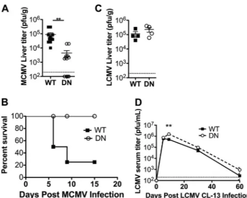 FIG 6 Enhanced control of MCMV but not LCMV Cl13 loads in CD11c-2dnTGF-�mice (WT) were infected with 2RII mice