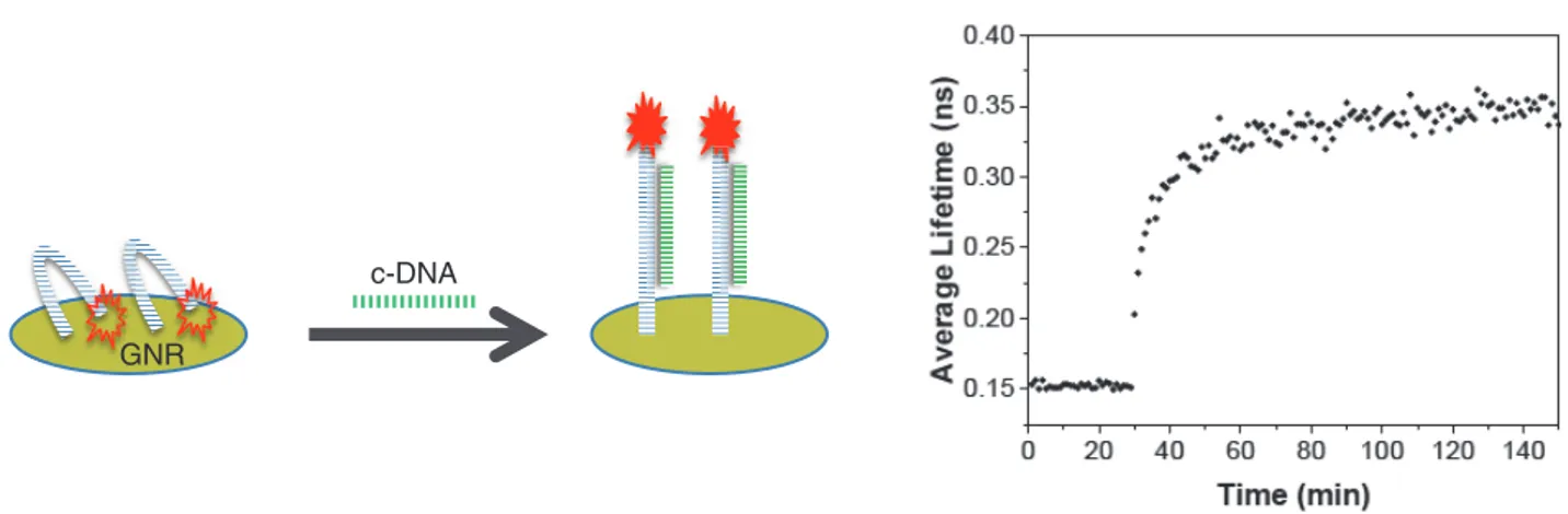 Figure 6     GNR hairpin sensor sprung by binding to c-DNA and the consequential increase in the average fluorescence lifetime of oligonucleotide labelled with  6-carboxyfluorescein as hybridization occurs