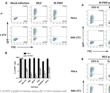 TABLE 1 Mouse cell lines used in this study