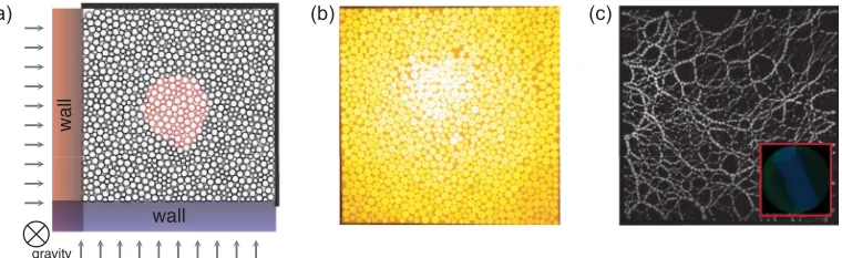 FIG. 1. Experimental setup. (a) A schematic of the apparatus showing two walls biaxially compressing an array of disk-shaped particles