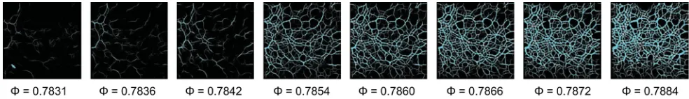 FIG. 2. The structure of the force network throughout compression. Photoelastic images of the system, taken at a sequence of eight steps
