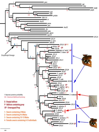 Figure 
  ii. 
  Molecular 
  phylogeny 
  and 
  character 
  mapping 
  of 
  known 
  Enoplempis 
   
  traits