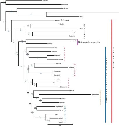 Fig 
  I. 
  Phylogenetic 
  relationships 
  of 
  Empididoidea 
  and 
  Empididae 
  subfamilies