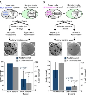 FIG 1 Virion-independent RNA transfer between Huh7 cells. A total of 1 � 105 SGR cells were cocultured with 1 � 105 Huh7-RVblastR-YFP cells for 2 daysin the absence of selection