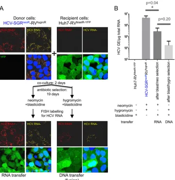 FIG 2a Zeiss LSM 710 laser scanning confocal microscope. Both positive- and negative-strand HCV RNA are readily detected in cells selected for RNA transferstained by Hoechst33342 dye (blue; Life Technologies product no