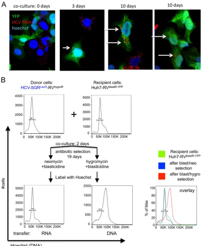 FIG 3 Chromosomal DNA transfer leads to polyploidy, whereas RNA transfer does not. (A) Donor and recipient cells were cocultured as described forFig
