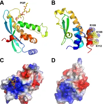 FIG 1 The structure of vaccinia virus H7 protein displays a novel fold. Thesecondary structures are shown as ribbon models and were colored in rainbowcolors and labeled