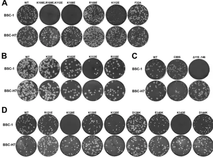 FIG 4 Plaque morphologies of H7 mutant VACVs. BSC-1 (top rows) and BSC-H7 (bottom rows) cells in 12-well plates were infected with the indicated H7Rmutant VACVs in semisolid medium for 48 h