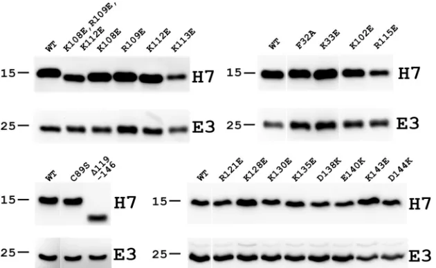 FIG 6 Western blots of viral proteins expressed by H7 mutant VACVs. BSC-H7 cells were infected with the indicated viruses at an MOI of 5 PFU/cell