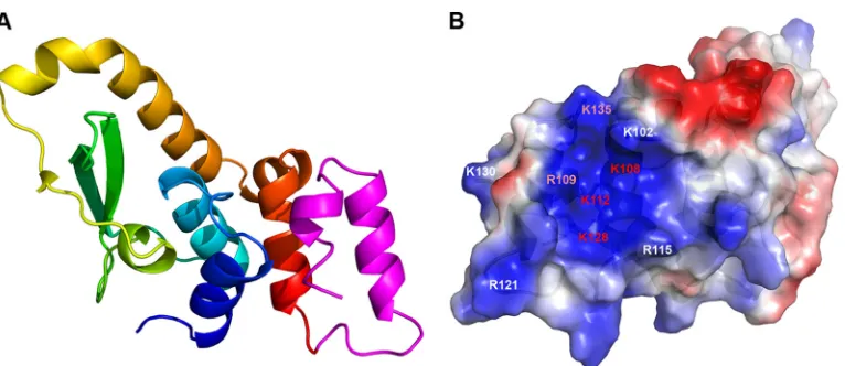 FIG 7 Modeled structure of full-length H7. The structure of full-length H7 was modeled with the I-TASSER server (in color according to their importance for H7 function, as determined by the experiments shown inin magenta