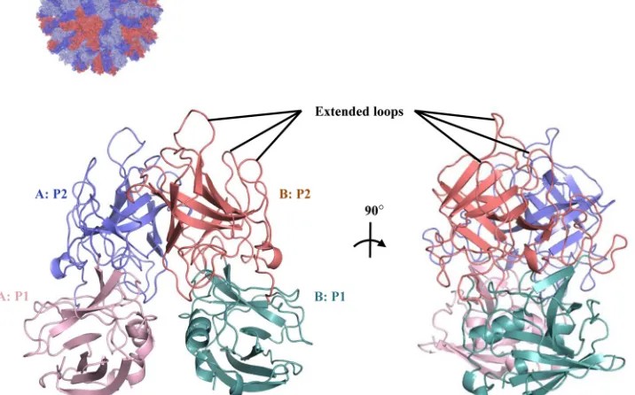FIG 1 X-ray crystal structure of unliganded RHDVb P domain. The RHDVa pseudoatomic VLP model (Tunliganded RHDVb P domain dimer was colored according to monomers (chain A and B) and P1 and P2 subdomains, i.e., chain A, P1, light pink; chain A, P2,tions (�3)