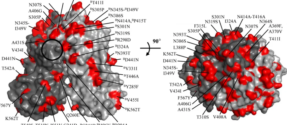 FIG 3 Amino acid variations between RHDVa and RHDVb P dimers. Amino acid changes (red) were highlighted on the RHDVb P dimer (side and top views).The changes were numbered according to a change from RHDVa to RHDVb (chain B [denoted by a superscript “B”] is