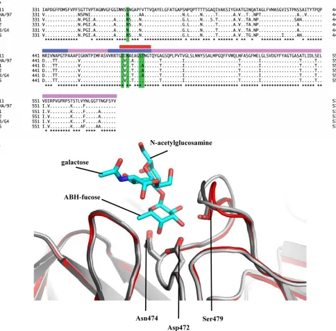 FIG 6 Amino acid sequence alignment of the partial RHDV P domains and structural analysis of the loop that binds the ABH-fucose