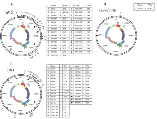 TABLE 1 Number of tags mapped to HPV16 genome