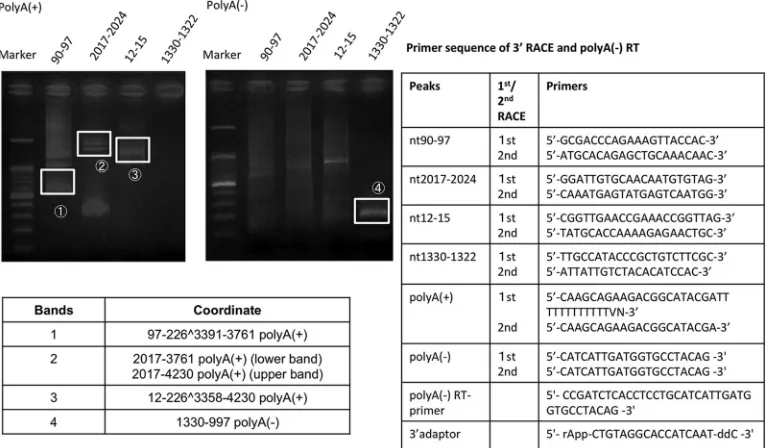 FIG 2 Expression levels of the top 6 tag clusters (TCs) in W12E, CaSki, and SiHa cells