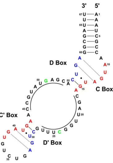 Figure 1.  Proposed secondary structure of the M. jannaschii sR8 sRNA.