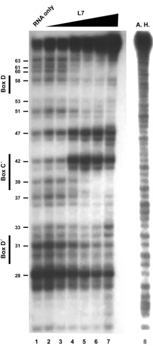 Figure 2.  Nuclease mapping of sR8 RNA with titration of L7. 