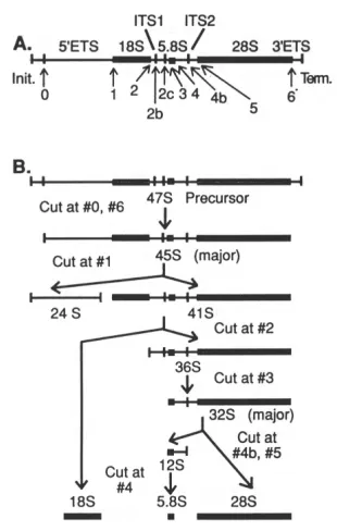 Figure 1.  Processing pathway of the mammalian pre-ribosomal RNA transcript.Research and Molecular Biology, vol