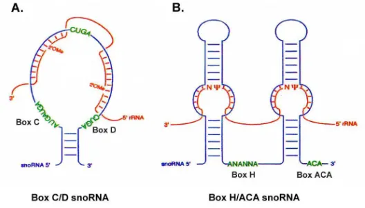 Figure 2.  Secondary structure of the box C/D and H/ACA snoRNAs.