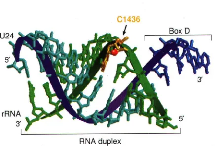 Figure 3.  Proposed tertiary structure of the snoRNA:target RNA duplex (figure legend next page).