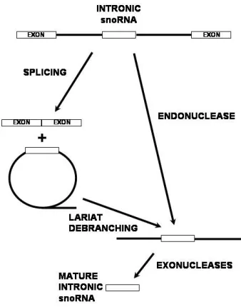 Figure 4.  Processing of the intronic snoRNA precursor.