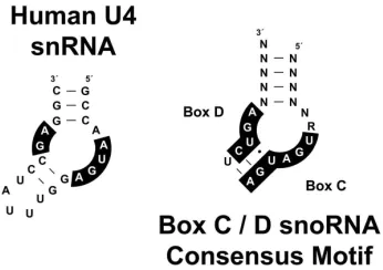 Figure 5.  Secondary structures of the U4 snRNA and proposed box C/D core motif RNA. 