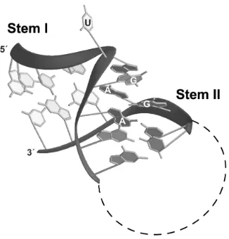 Figure 6:  Proposed tertiary structure of the box C/D core motif RNA.