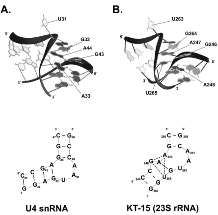 Figure 7.  Comparison of the U4 K-turn and the KT-15 of archaeal 23S rRNA. 