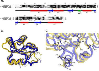 Figure 8.  Comparison of human 15.5kD, H. marismortui L7Ae and M. jannaschii L7 proteins.